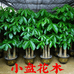 小盘花木