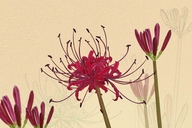 凡润诚家居用品专营店