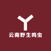 云南野生鸣虫一手货源