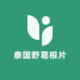 泰国野葛根片