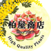 柏屋商店