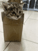 猫屋宠物用品店