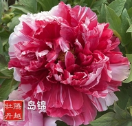 山东腾越牡丹企业店