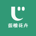 蓝楹花卉