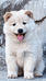 广西大蓝中华田园犬