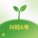 兴旺6号菜苗基地