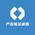 严选精品绿植