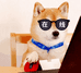 粤宠犬舍
