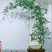 粤西景韵绿植小店