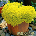 多肉绿植盆栽批发部