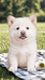广东黑哥田园犬