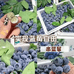 时茂欣增果树苗木专卖店