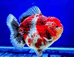 芭尼兰宠物水族店