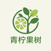 青柠果树苗木园艺