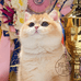 猫觉主猫舍