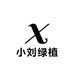 小刘绿植