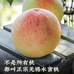 阳山水蜜桃宝藏店