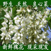 野菜供应链