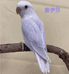 大鹉伴手养鹦鹉