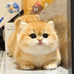 山西撩猫逗狗宠物优选
