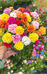 花瑾里园艺