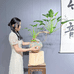 中式美学园艺店