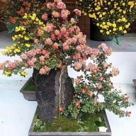 春与你阿