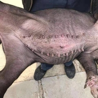 博雅太湖母猪养殖服务中心