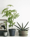 芭莉的植物小屋