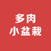 多肉小盆栽