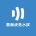 蓝海虎鱼水族