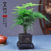耘茂果树苗木专营店