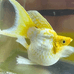 多多水族孔雀鱼玛丽鱼