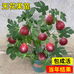 意聪淡墨鲜花专卖店
