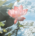 菩妙提草本