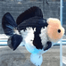 好想来水族观赏鱼