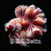 鱼丸Betta