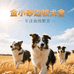 金小砂宠物