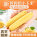 帕沙傣拇指玉米