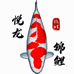 悦龙锦鲤
