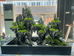 英德市艺观奇石个体店