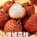 增城正宗仙进奉荔枝