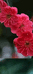 芯梦缘花卉