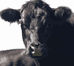 Mu Beef