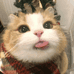 猫老头