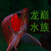 龍巅水族