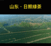日照绿茶岚山区煦源春茶业