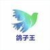 鸽子王赛鸽信鸽用品