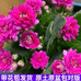 青梧花卉园艺