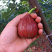 果珍纯小店